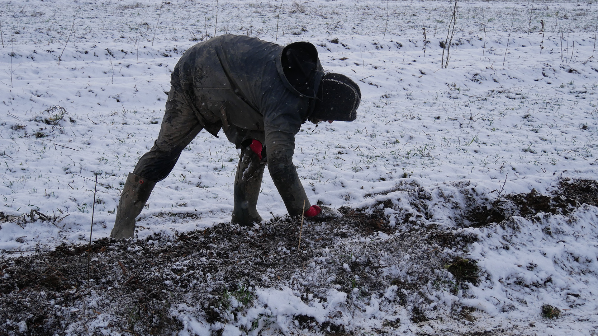 winter pflanzung